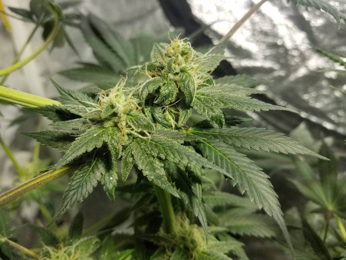 Getting closer to harvest 9