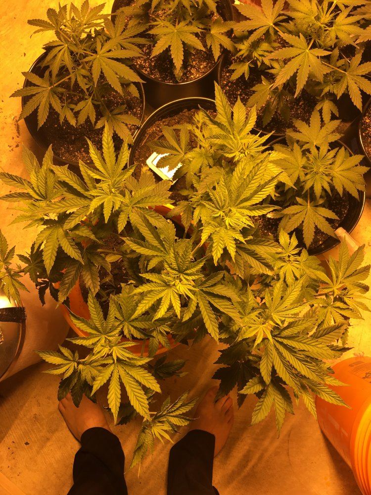 Getting some yellow on new leaves 2