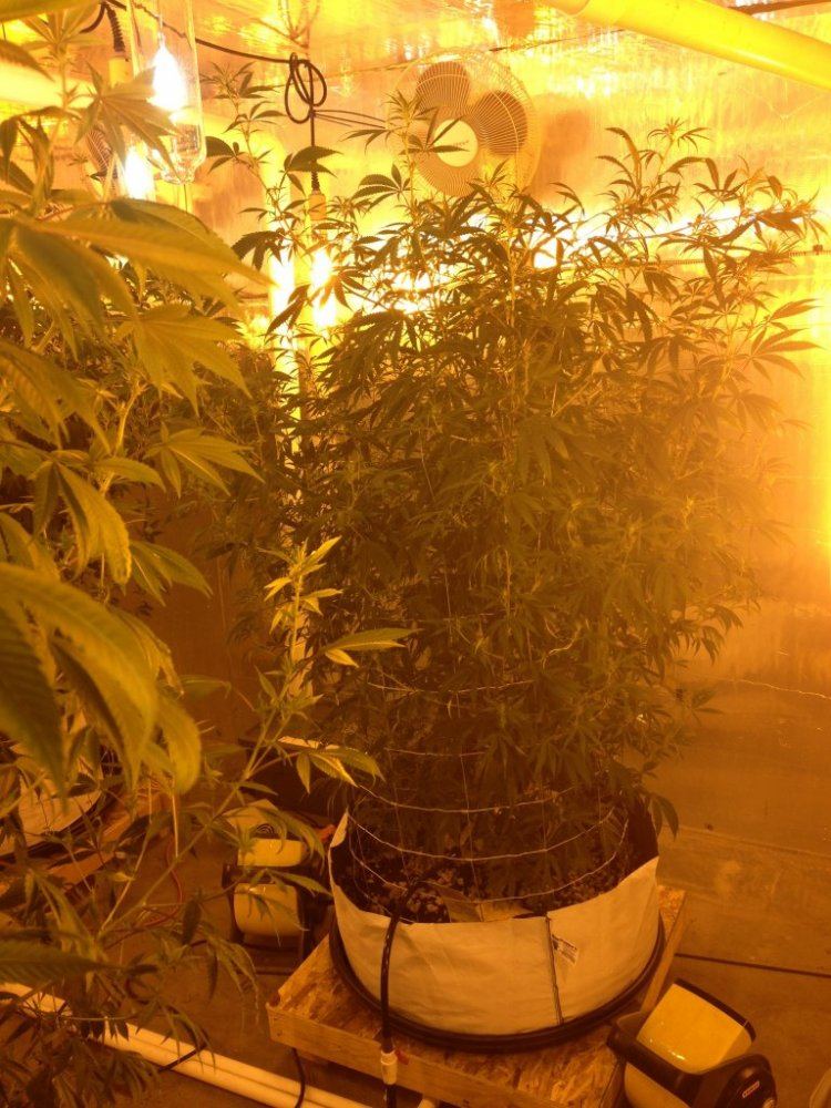 Getto trees part 2 11