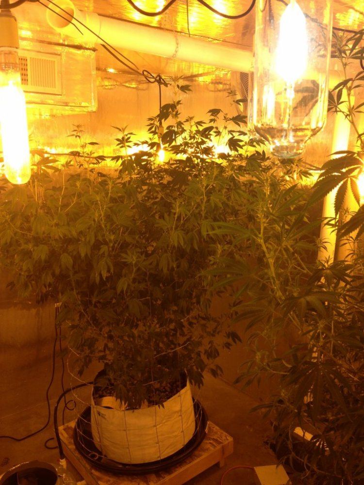 Getto trees part 2 12