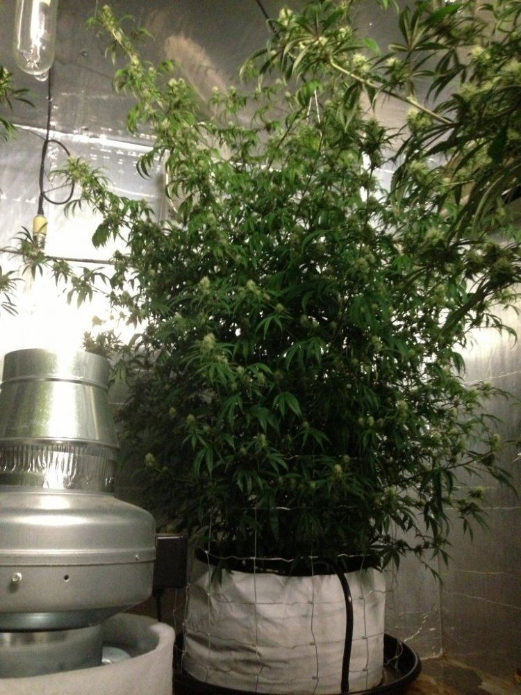 Getto trees part 2 15
