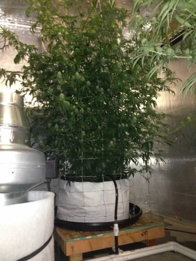 Getto trees part 2 16