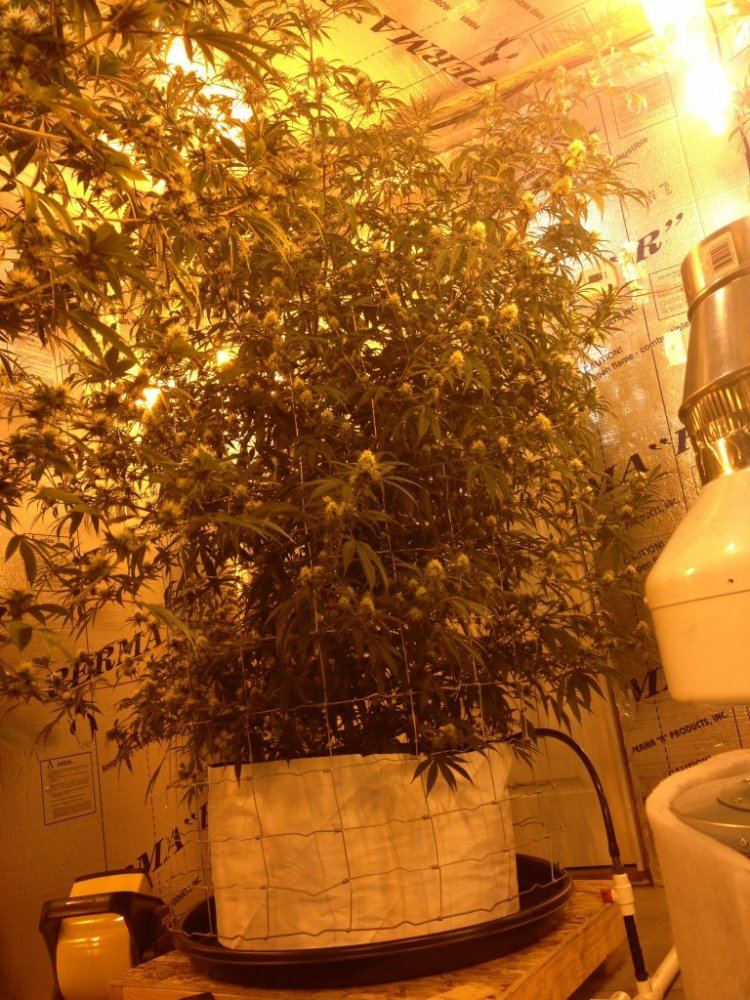 Getto trees part 2 17