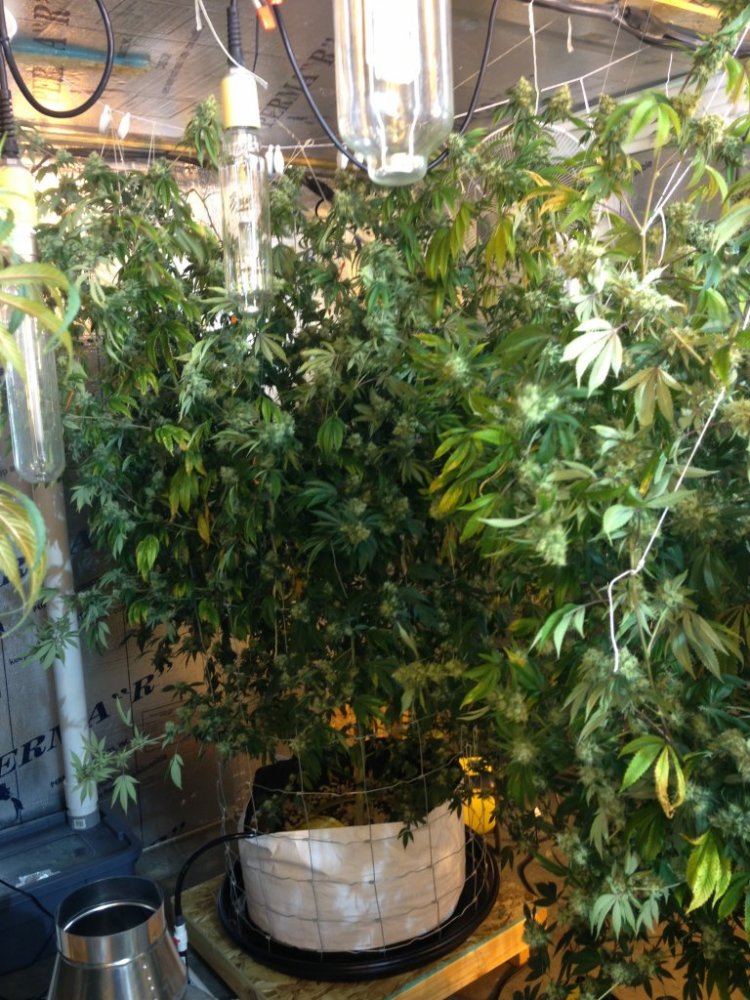 Getto trees part 2 18