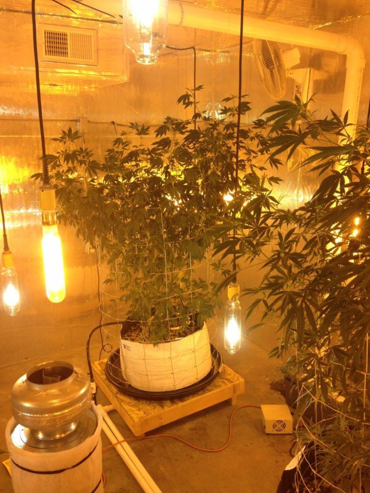 Getto trees part 2 3