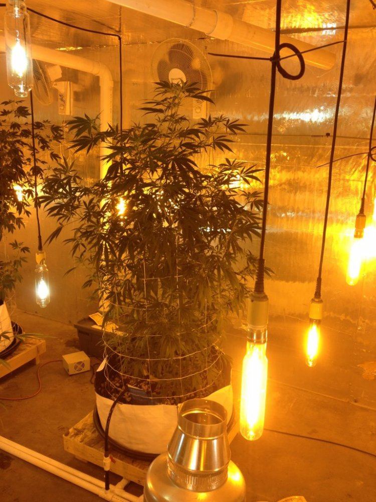 Getto trees part 2 4