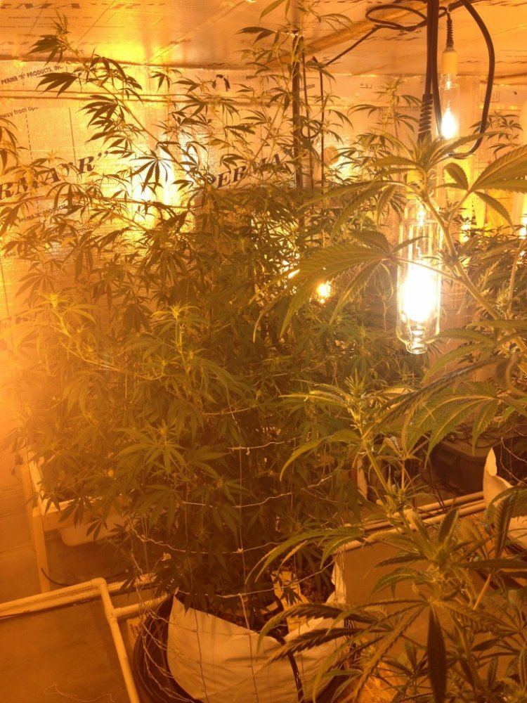 Getto trees part 2 6