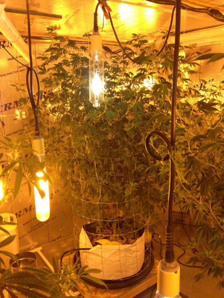 Getto trees part 2 7