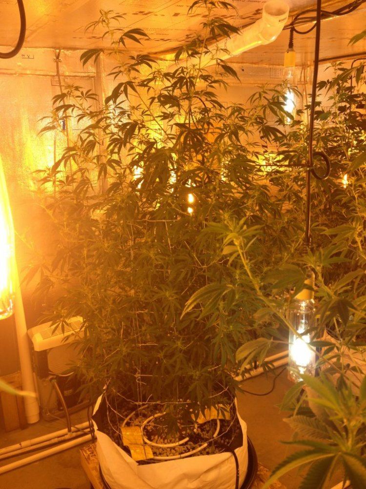 Getto trees part 2 8