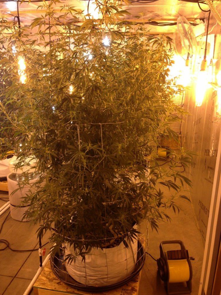 Getto trees part 2 9