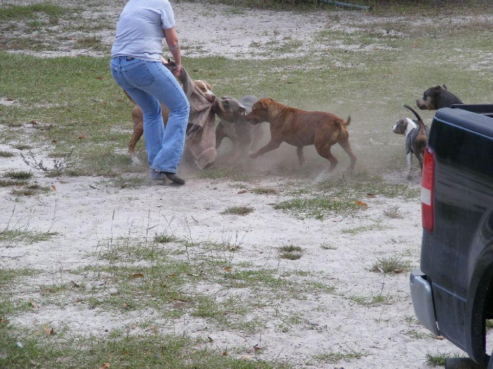 Gf with pups