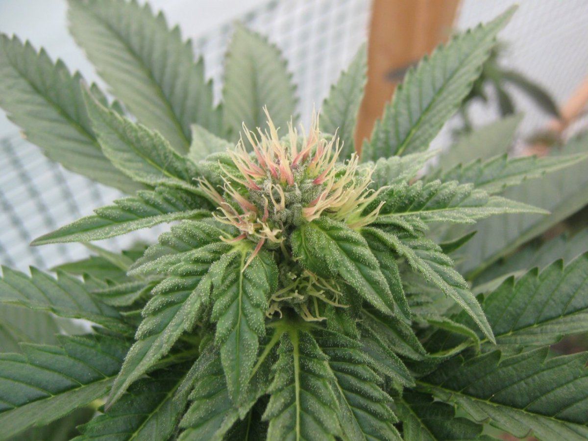 Gfruitewok39