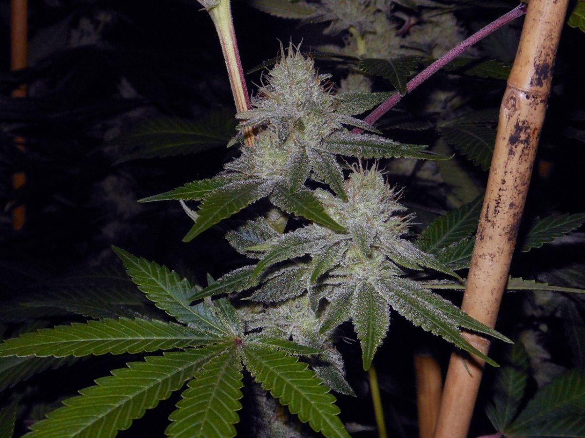 GG4 1