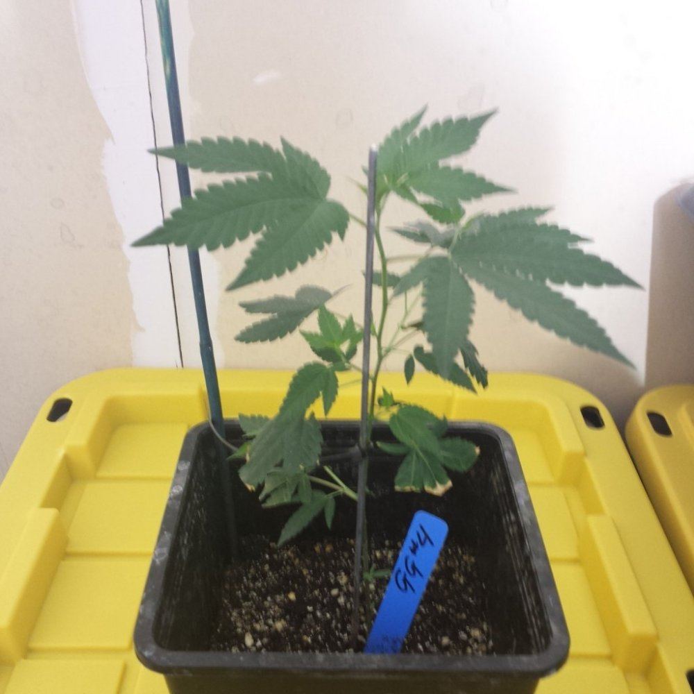GG4  1