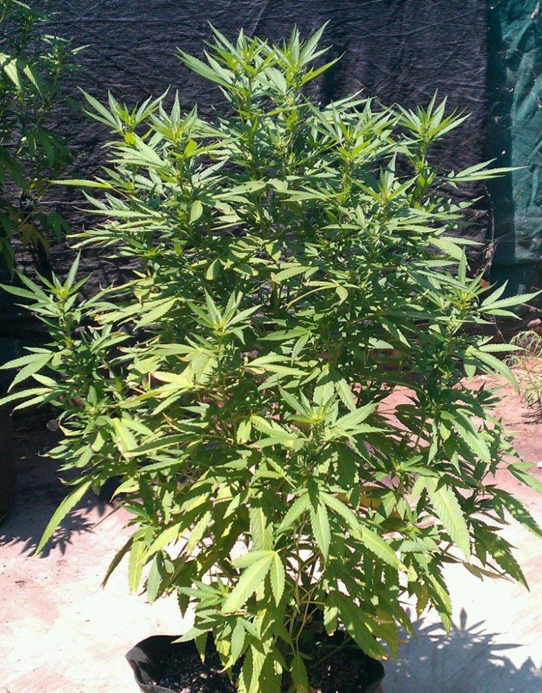 GG4  15 days