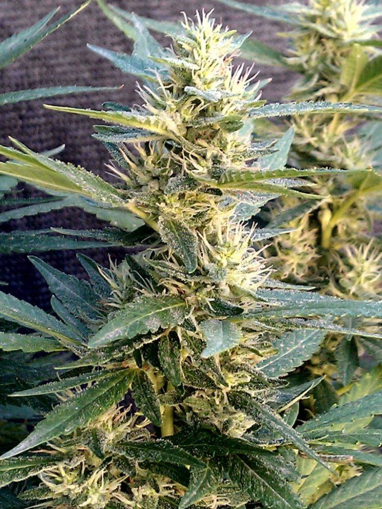 GG4  42 days