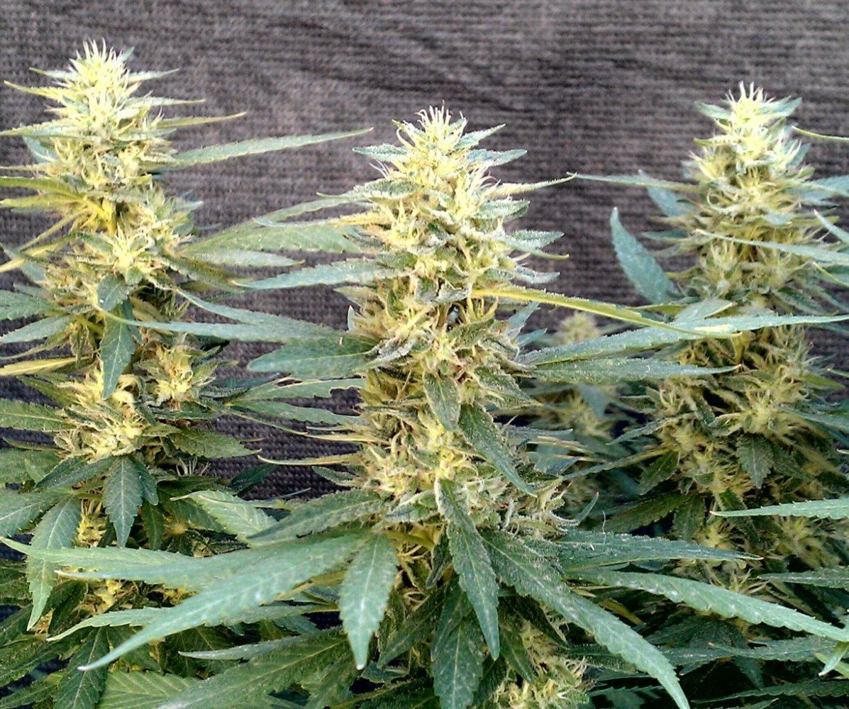 GG4  51 days