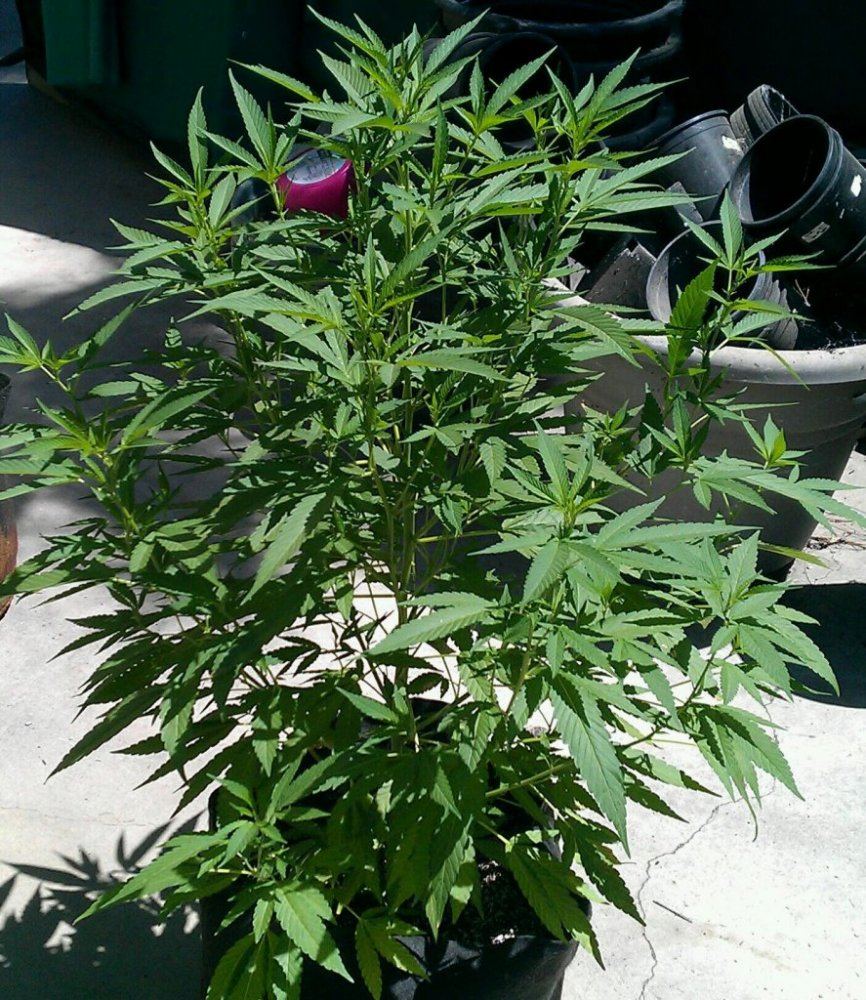 GG4    7 11