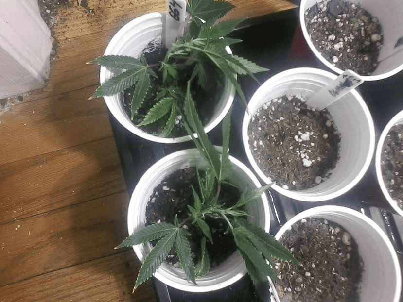GG4 Clones