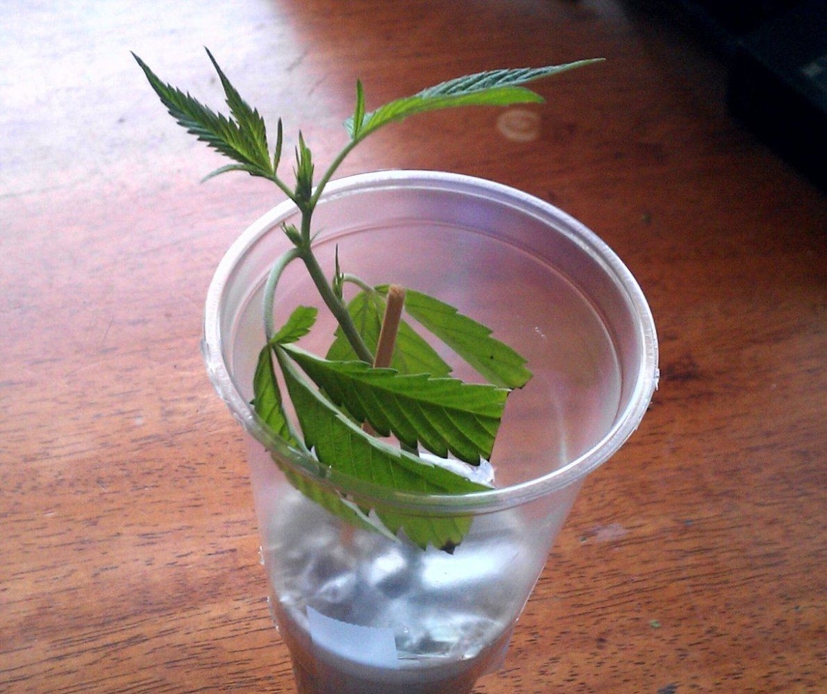 GG4 cup