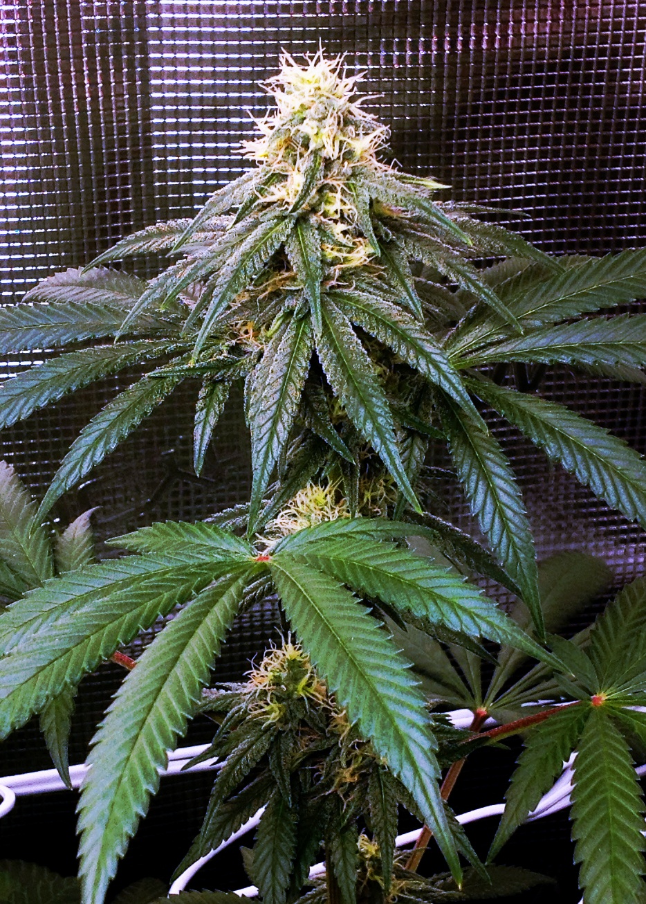 GG4 Flower