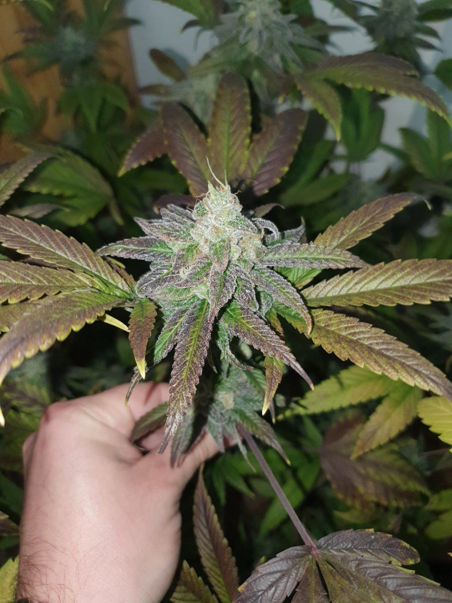 Gg4 hps