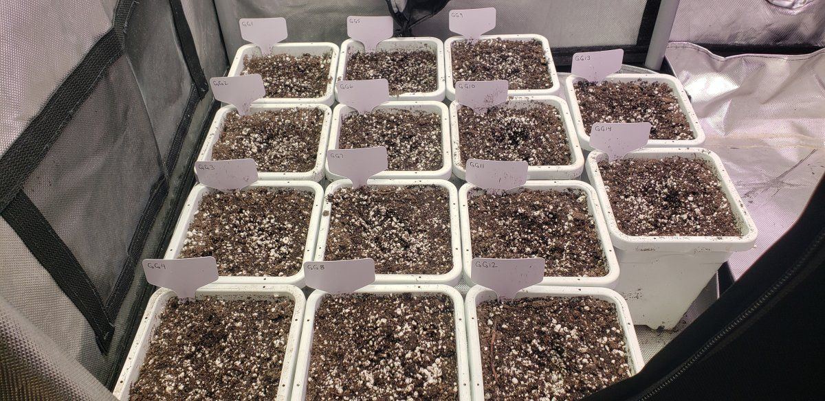 Gg 4 ibl from mycotek indoor organic soil grow 4