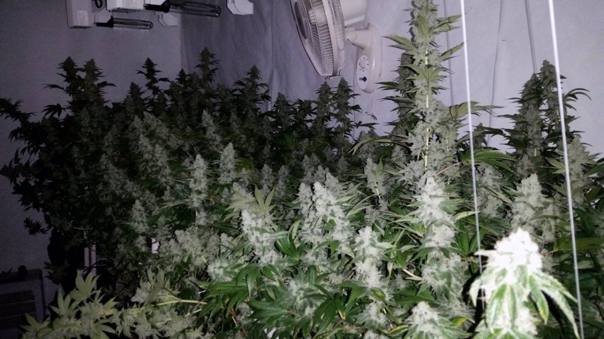 GG4