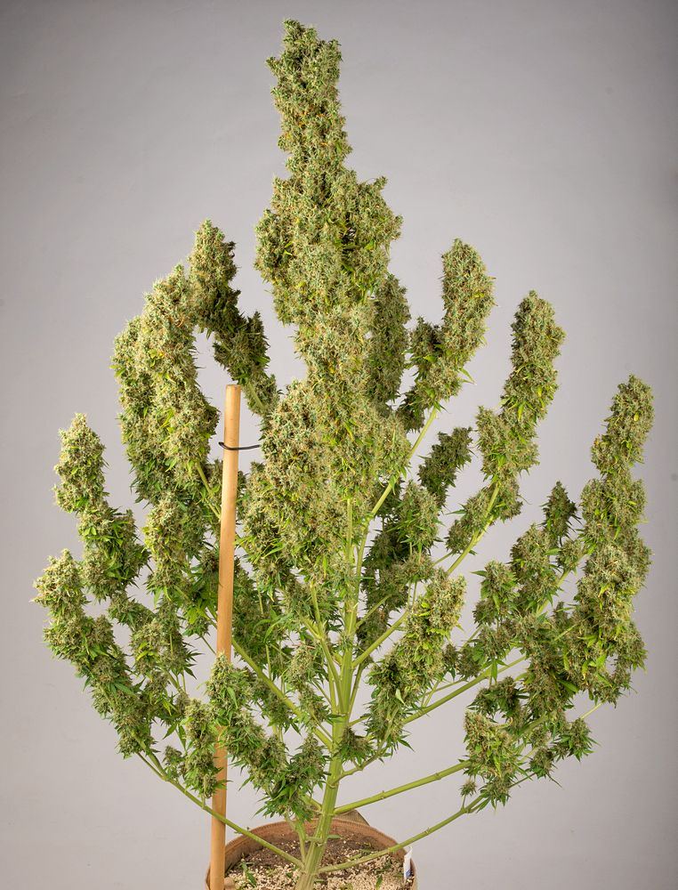GG4 left side vertical