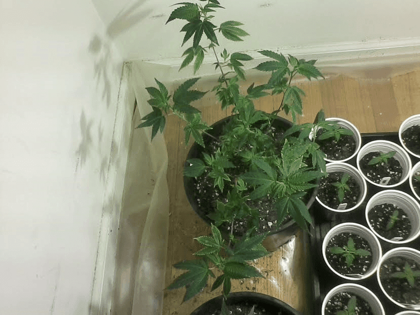 GG4