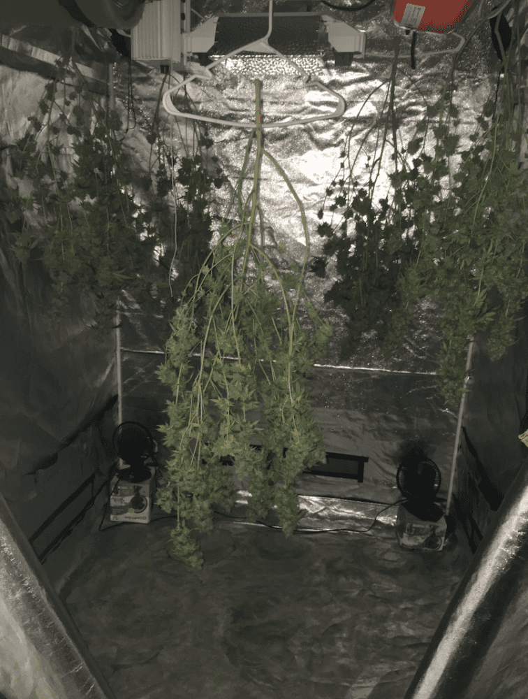 Gg4