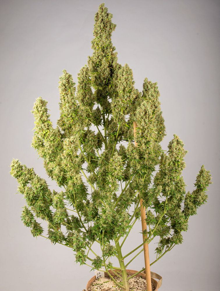 GG4 right vertical two