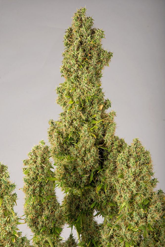 GG4 top