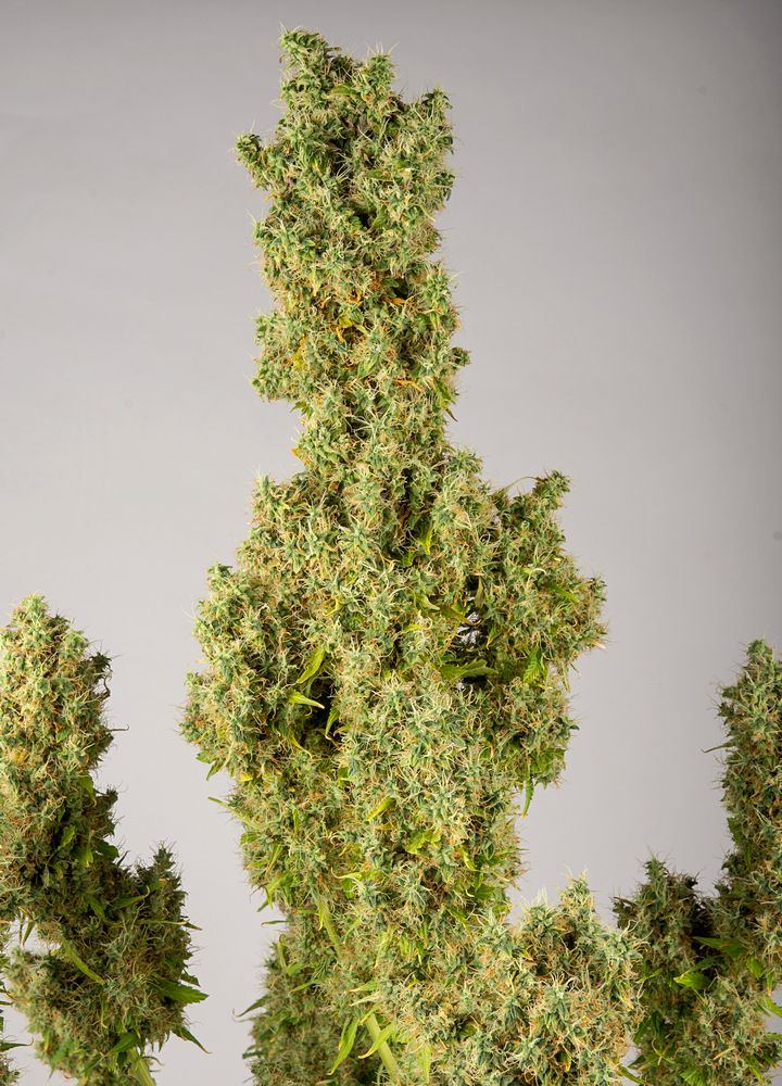 GG4 top two