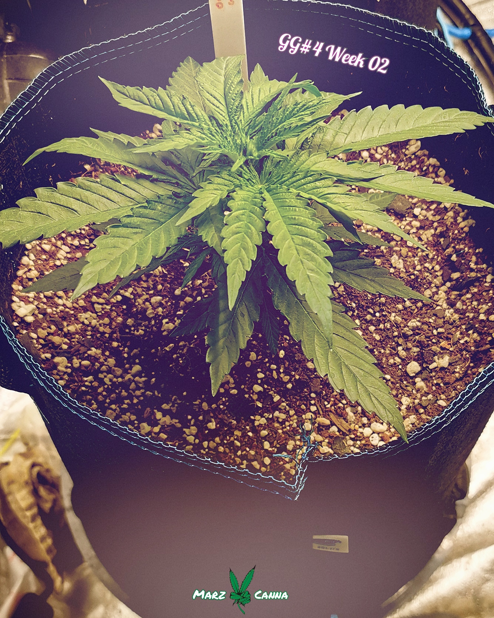 Gg4 Week 02
