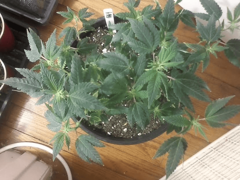 GG412daysbloom