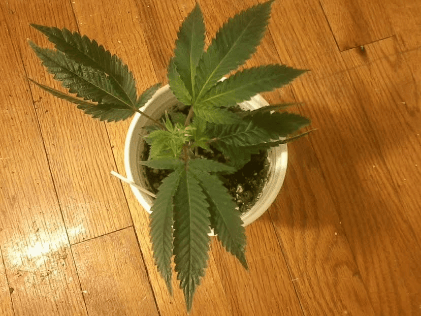 GG4clone127