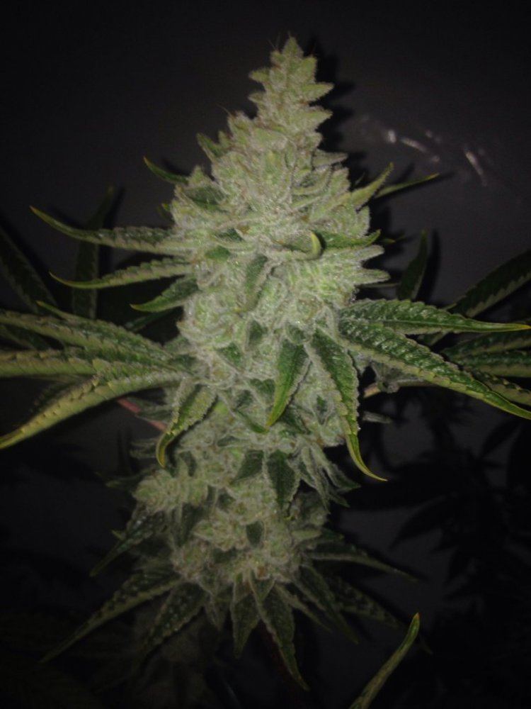 Gg52NUG