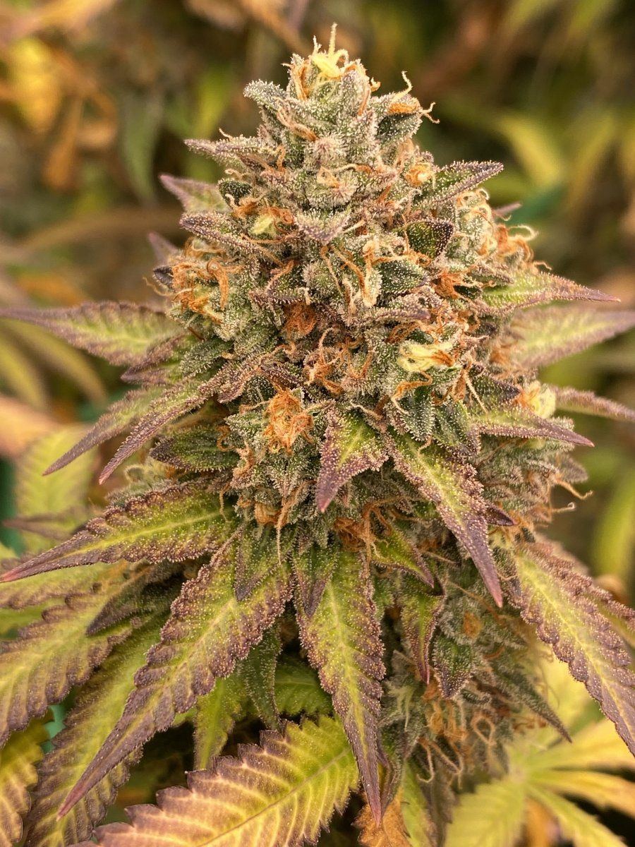 Gg d74