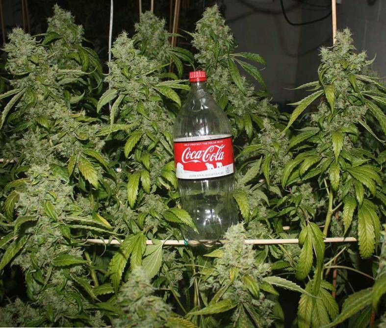 GG002