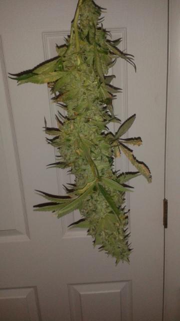 GG2