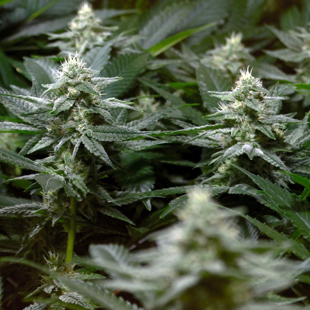Gg28
