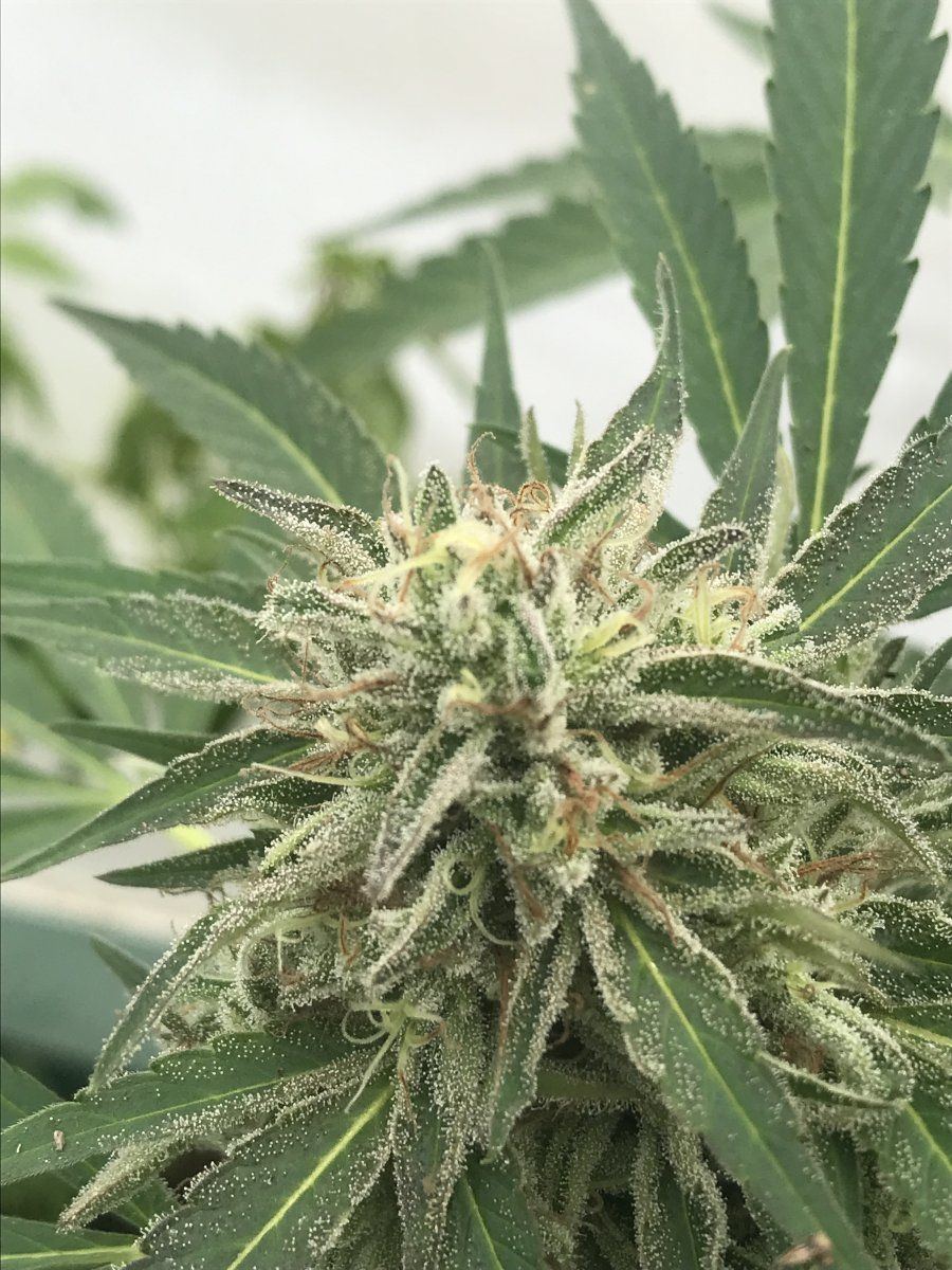 Gg4 1013
