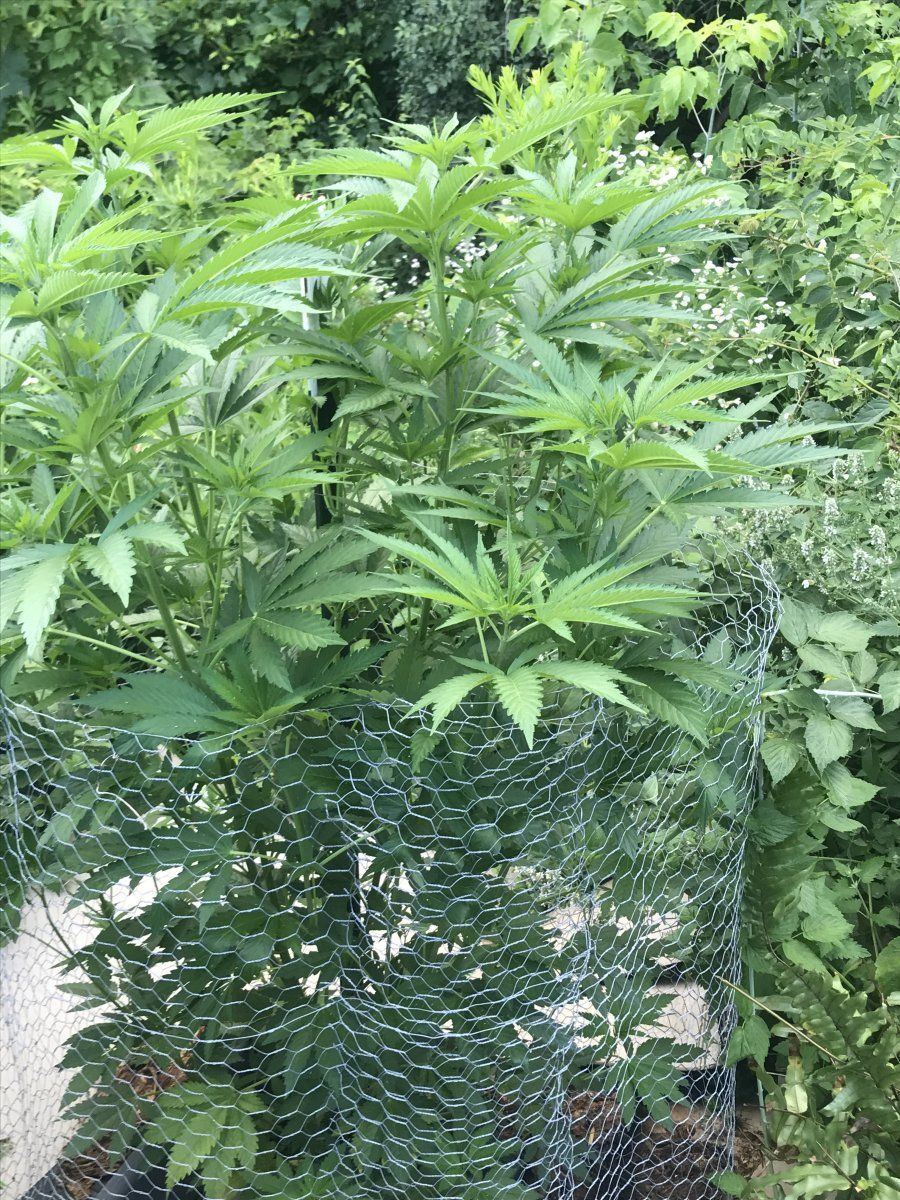 Gg4 3 months  3