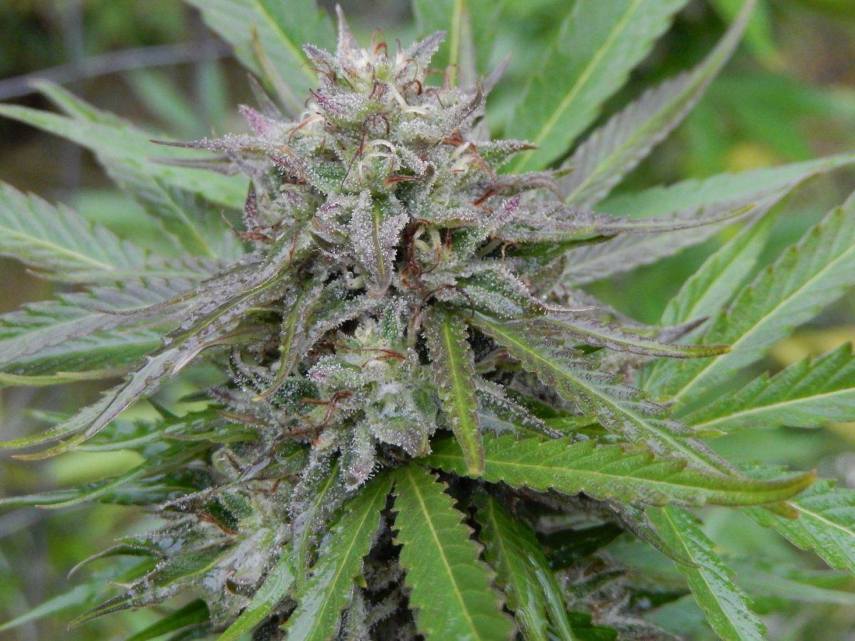 Gg4 926