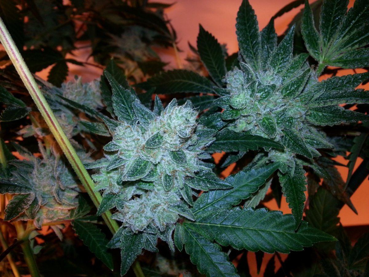 Gg4 9wks