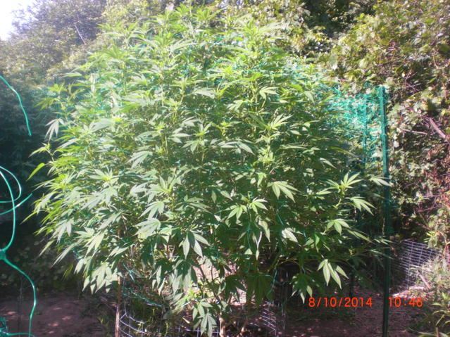Gg4 aug 10