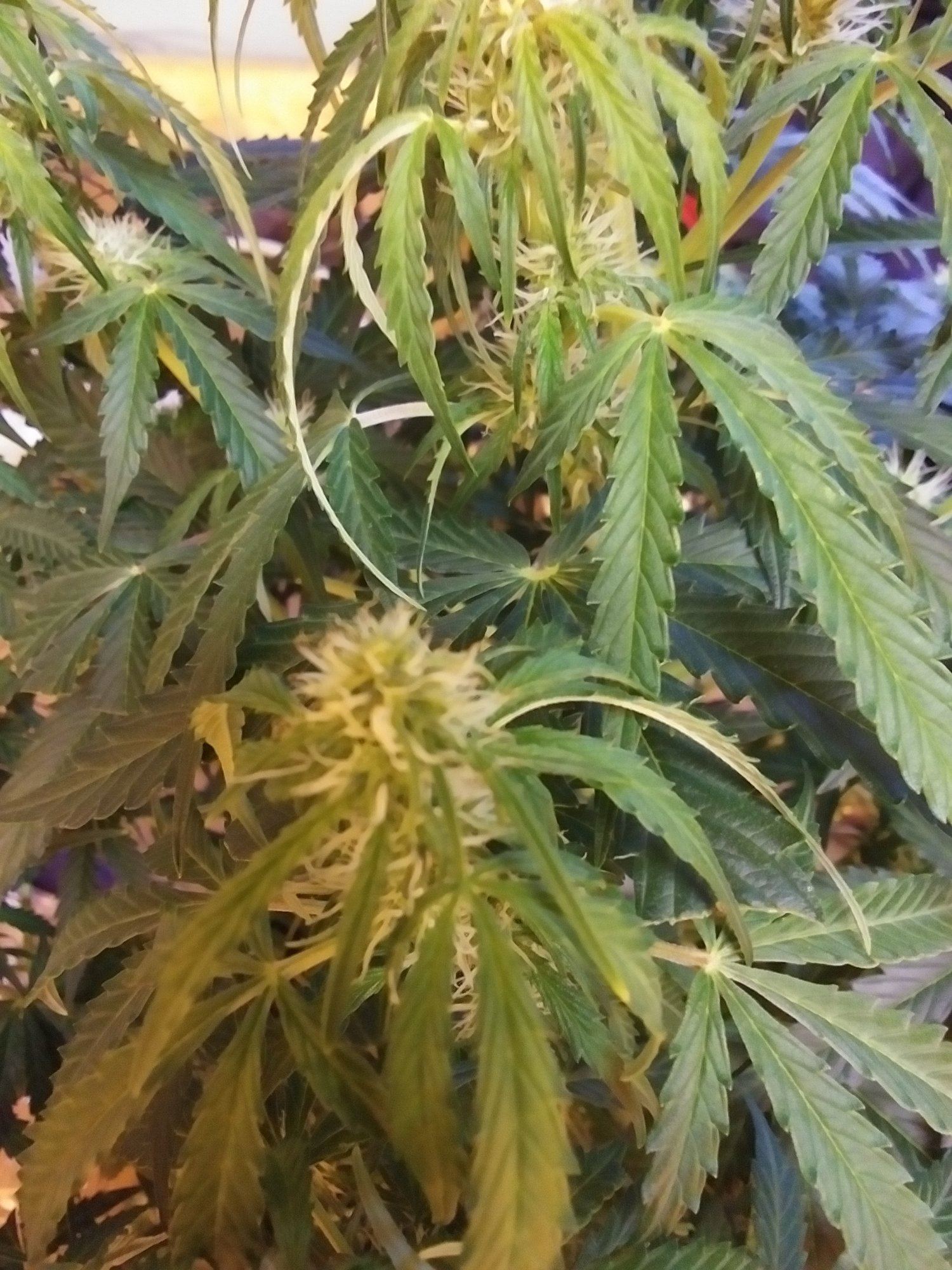 Gg4 auto day 59 deficiency 6