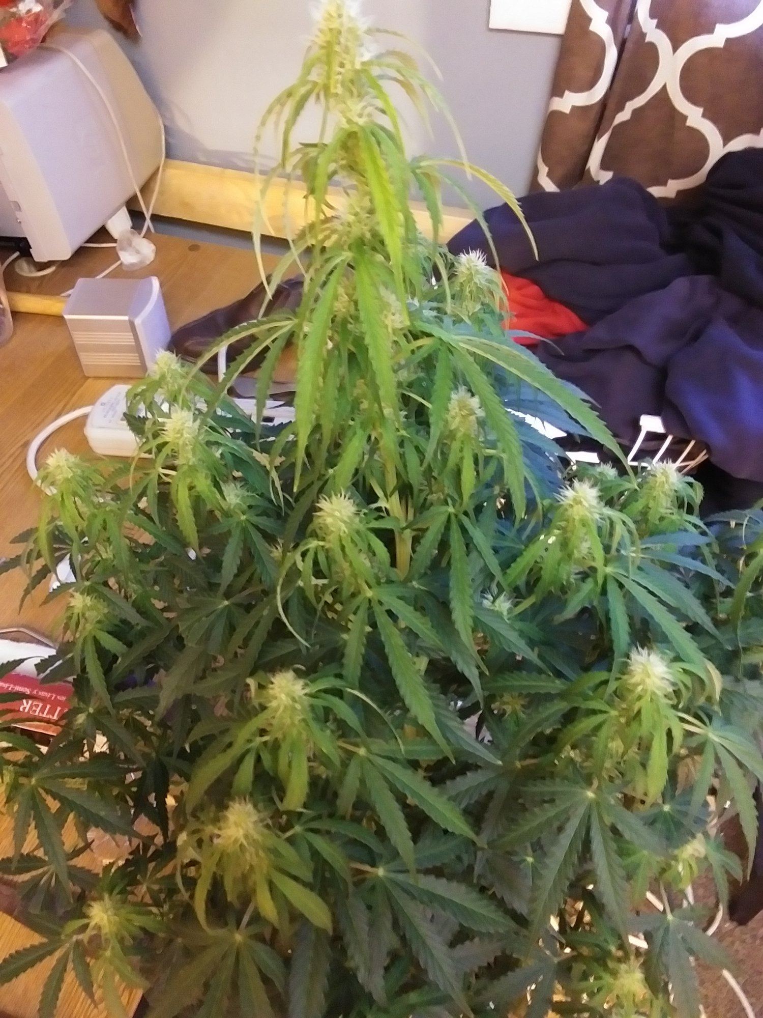 Gg4 auto day 59 deficiency
