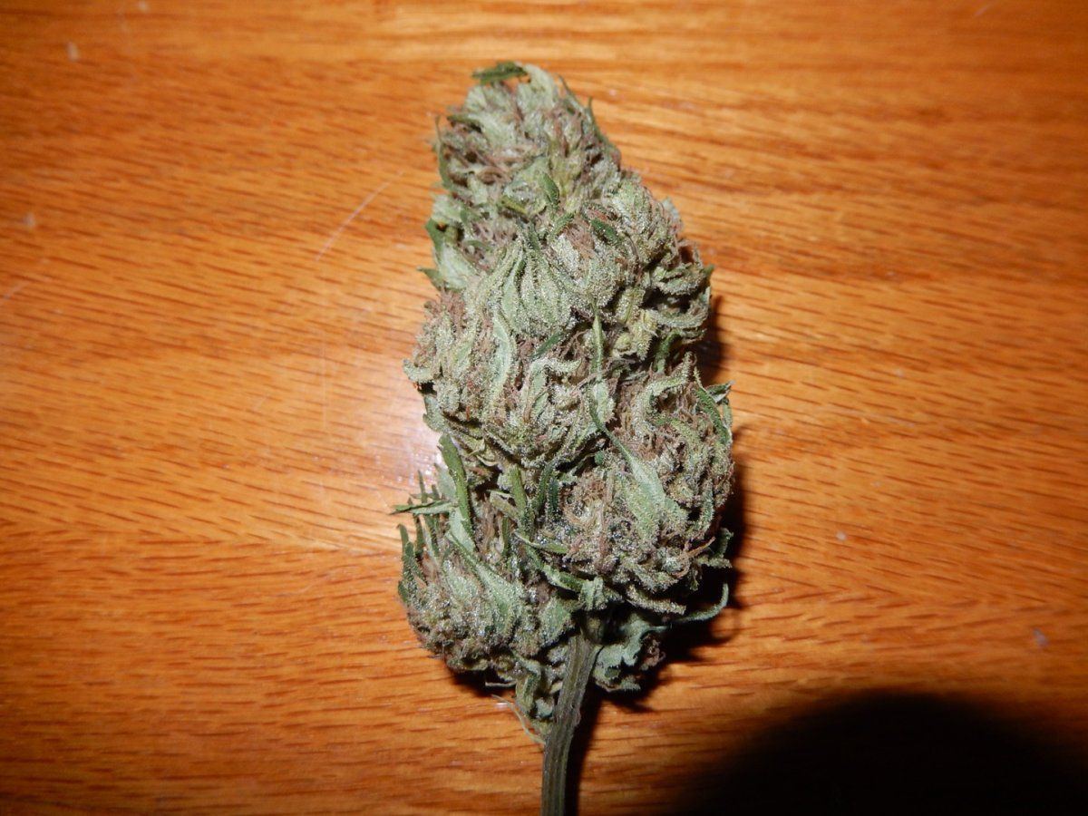 Gg4 bud